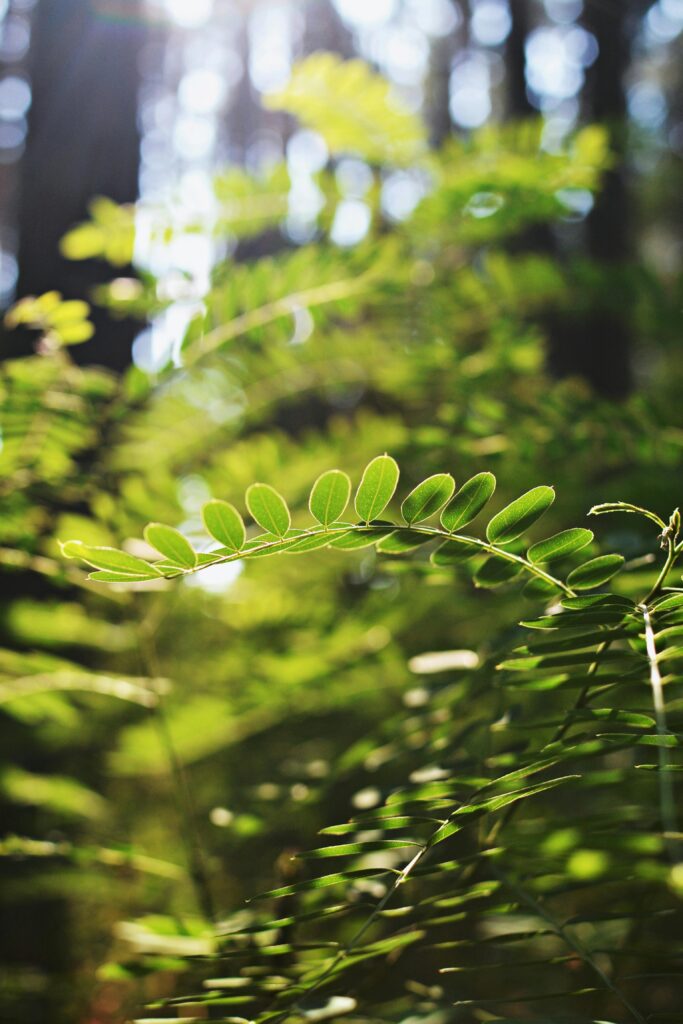 pexels photo 10150464 10150464 Vibrant acacia leaves in a sunlit forest, showcasing nature's tranquility.